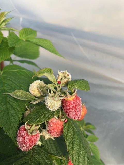Powdery mildew advancing upon a raspberry fruit.  Notice the evidence of disease on the petiole.  Photo courtesy Ted Swartzbaugh.