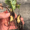 Photo 2: Crown split open on affected plant.  No discoloration, also note how very little the roots have grown over the three months or so since planting.