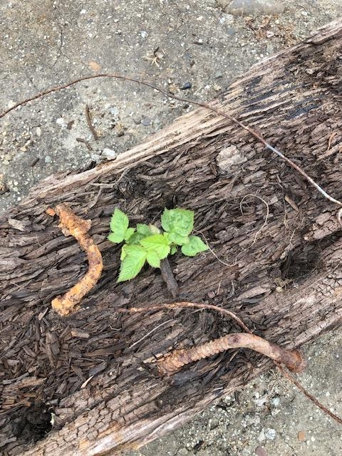 Blackberry growing out of a railroad tie.