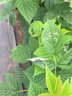 Feeding damage of painted lady larvae on raspberry.  Note the skeletonized aspect of the leaves.