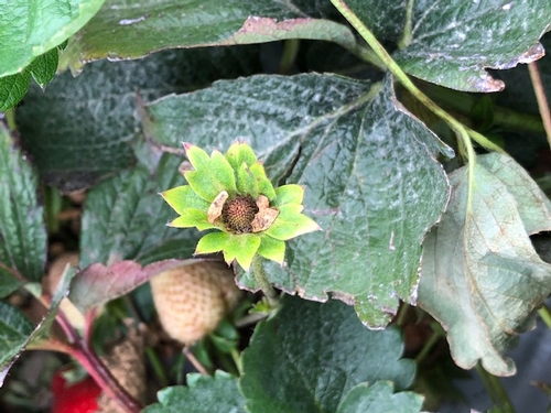 Figure 1: Close up of strawberry flower dud.  Note brown color which indicates the fruit will not make.