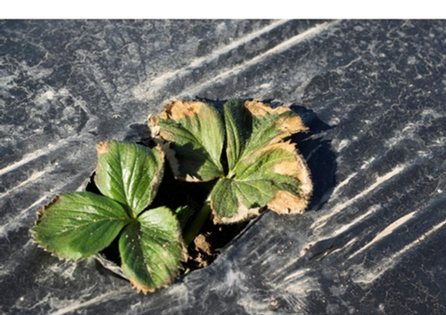 Fig. 2.  Banded preplant fertilizer positioned too close to young transplants can cause salt-like burning of the leaves.