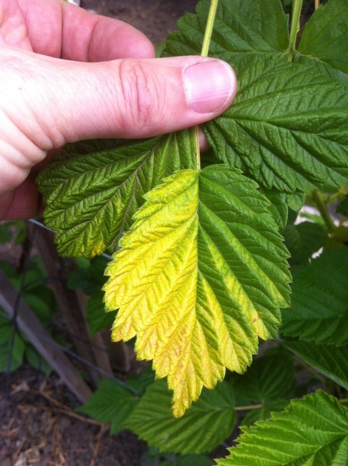 Yellowing of raspberry leaf on one side deriving from heat stress.