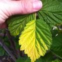 Yellowing of raspberry leaf on one side deriving from heat stress.
