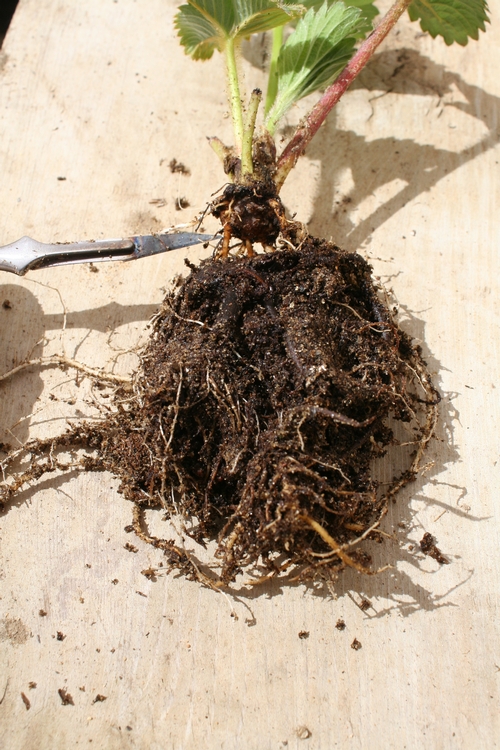 Evaluation, scion pulled free of rootstock without any bonding; note growth of roots from scion.
