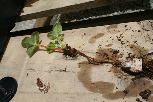 Note signficant root extension from scion allowing it to grow without bonding with rootstock.