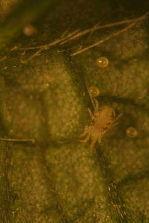 Lewis mite from strawberry field in the vicinity of San Andreas Road.  Note how spots run the length of the body and somewhat geometric appearance of the body.  Also smaller when compared to twospotted mites.