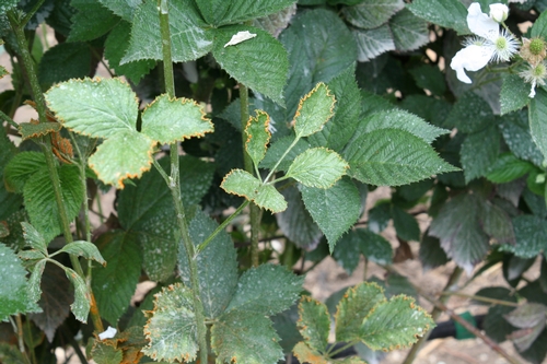 Orange rust on blackberry- note relative spindliness of infected leaves compared to those not infected in background