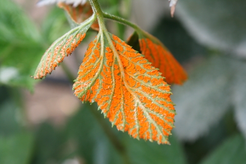 Underside of leaf infected with orange rust