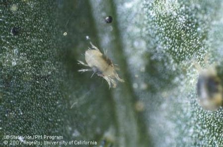UCCE stock photo twospotted spider mite.
