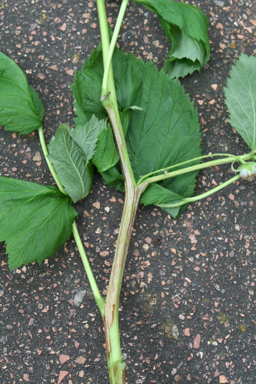 Overall view of damage on raspberry branch