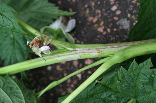Damage on raspberry branch- note that flower in this same area appears to have been affected also.  It is a 