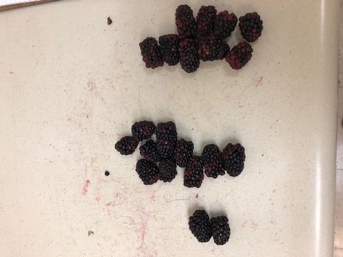 Photo 2: Sorting of fruit after 24 hours of cooling; bottom two fruit qualify as black, top two sets are graded as reverted and red.
