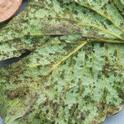 Symptoms of angular leaf spot consist of distinctive leaf spots that have straight edges; such lesions are never circular or oval.