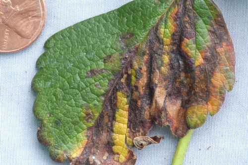 In severe cases, spots can merge together and cause much of the leaf to become necrotic.