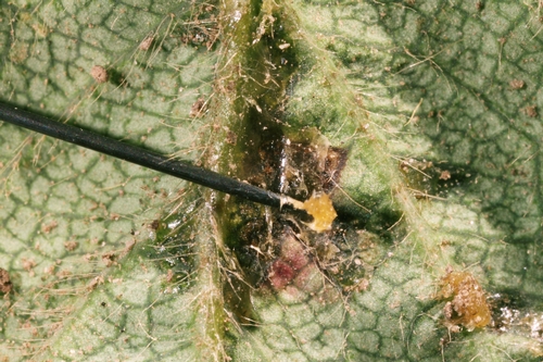 The pathogenic bacteria ooze to the leaf surface and cause a sticky film to cover the leaf spot surface. Here a needle has been used to scrape bacteria from the surface of a spot.
