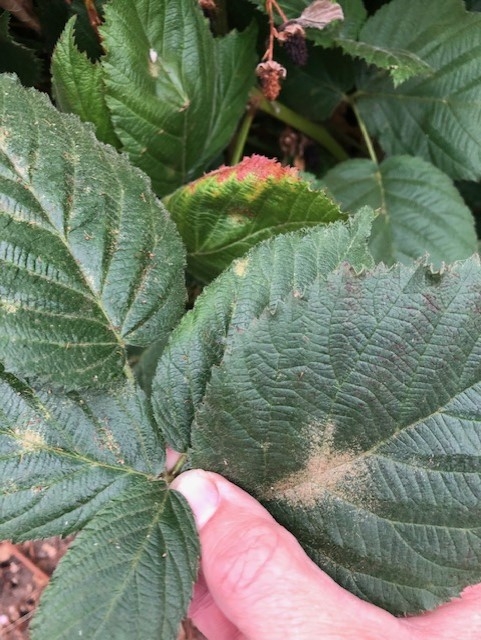 Odd stippling on tops of leaves of primocane blackberry.