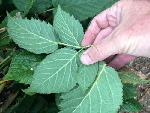 Obverse of same leaf is not at all affected.