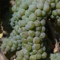 In comparison: A cluster of Sauvignon blanc; fruit numerous and closely packed.
