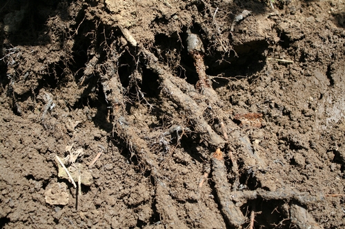 Blackberry root with Armillaria.  Note that large roots are completely rotted, looking closely at center of photo one can see white mycelial strands.