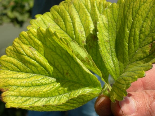 Close up of yellowed leaf.  This one was from the Cooper Road area in 2009.