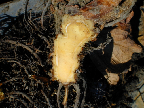 Photo Courtesy Thomas Flewell.  Note how healthy the internal crown tissue appears, yet the plant was very much collapsed.