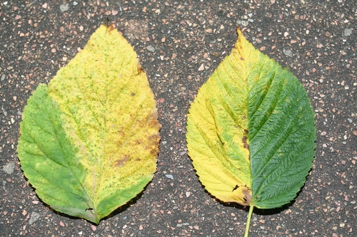 Two leaves from different raspberry varieties from different fields side by side showing very similar symptoms