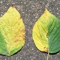 Two leaves from different raspberry varieties from different fields side by side showing very similar symptoms
