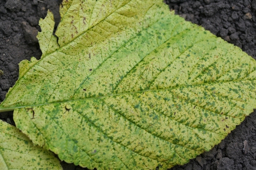 Dark green spots on yellow field of infected raspberry leaf.