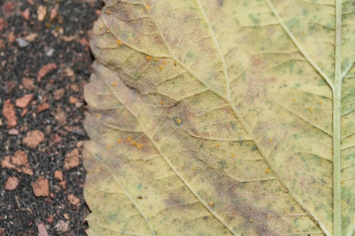 Yellow rust pustules on leaf underside.  Note dark area around pustule in the middle of the picture.