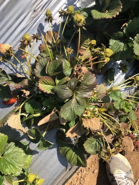 A strawberry plant heavily infested with Lewis mite in 2020.  Shoe is my own.  Photo by Mark Bolda, UCCE.