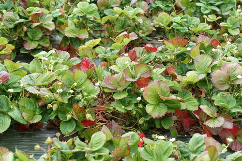 Overview of field of 'Albion' strawberry with major nitrogen deficiency.