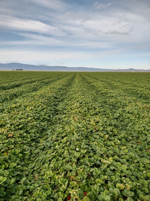 Field of Monterey variety strawberry at MacDoel, Oct 7, 2021