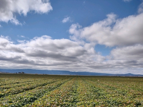 Field of Monterey variety strawberry at MacDoel, Oct 17, 2021.  Cold conditioning has clearly advanced from 10 days ago when last picture was taken.