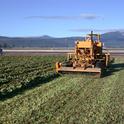 Strawberry transplant stock being mowed for leaf removal
