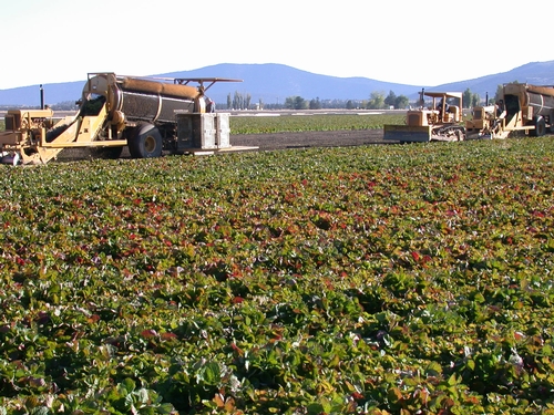 Harvest operation of strawberry transplants.  Note purpling and reddening of strawberry leaves in foreground indicating entrance into dormancy.