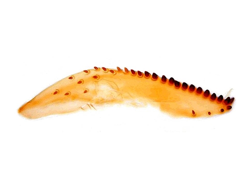 Figure 2 – the ovipositor of Drosophila suzukii (one of the two lobes, side view).