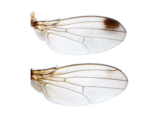 Figure 1 – the wings of male (top) and female (bottom) of Drosophila suzukii.
