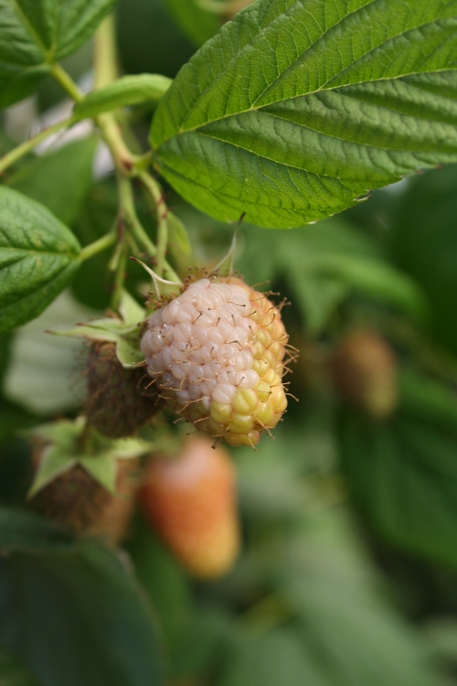 Raspberry sunscald, note how affected area is delineated from non-affected.