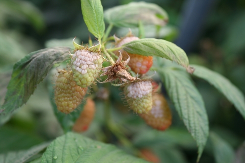 Multitude of immature fruit affected.  Interestingly, affected areas are not all directly exposed to the sun.