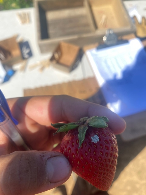 Stink bug eggs on the side of a fresh strawberry. Photo by Cole Margarite.