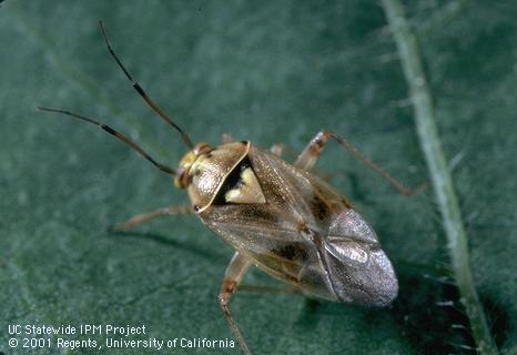 Photo 1: Lygus bug. Courtesy UCCE.