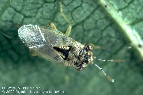 Photo 2.  Big eyed bug.  Note the width of the head even with that of the body.  Courtesy UCCE.