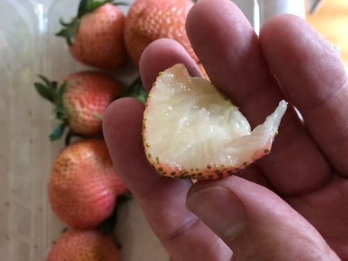 Very white flesh to this berry.