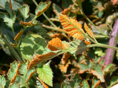 Orange rust on Chester blackberry.  Note dark orange color, clearly defined borders to spore clusters as well as waxy appearance.
