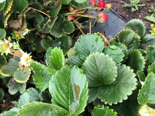 Very heavy dew on strawberry leaves on a recent morning. Note the water accumulated in the cupped leaf.