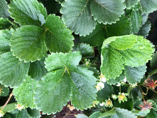 More dew deposition on strawberry leaves.  Not an insignificant amount of water!