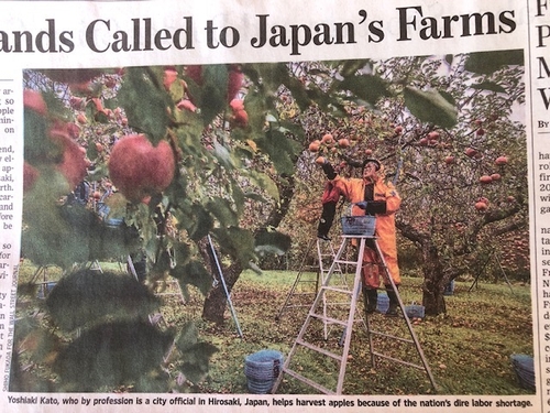 Apple harvest in Japan; the person on the top rung in the background would raise eyebrows at OSHA I think.  Photo by Shiho Fukuda.