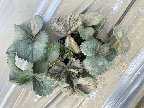 Strawberry covered with silt post flood.  This plant will survive, albeit delayed.  Photo courtesy Carlos Torres.