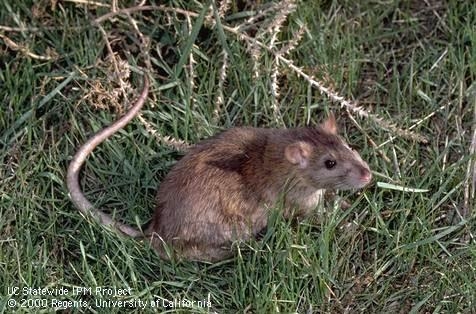 Brown rat , Rattus norvegicus . Photo courtesy UC IPM